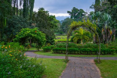 Kandy, Sri Lanka 'daki Peradeniya Kraliyet Botanik Bahçesi