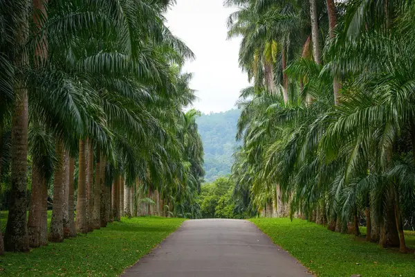 Kandy, Sri Lanka 'daki Peradeniya Kraliyet Botanik Bahçesi