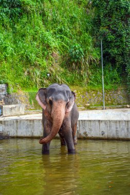 Kandy, Sri Lanka, Asya 'da bir havuzda fil dansı ve banyo.