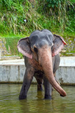 Kandy, Sri Lanka, Asya 'da bir havuzda fil dansı ve banyo.