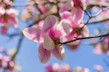 İlkbaharda güzel manolya ağaçları çiçek açar. Mavi gökyüzüne karşı parlak manolya çiçeği. Romantik çiçek arkaplanı.