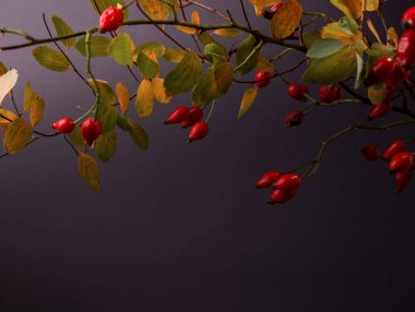 Köpek gülü kırmızı böğürtlenler Köpek gülü dalına karşılık Kara Arkaplan ve boş alan. Sonbahar Mevsimlik arka planı. Ayrıca Noel Festivali afişleri için de iyi..