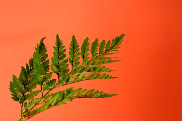 Φρέσκο Πράσινο Φύλλο Της Φτέρης Σχέση Πορτοκαλί Φόντο Βοτανικό Μινιμαλιστικό — Φωτογραφία Αρχείου