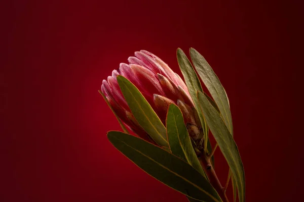 Linda Flor Chá Contra Fundo Vermelho Blooming Pink King Protea — Fotografia de Stock