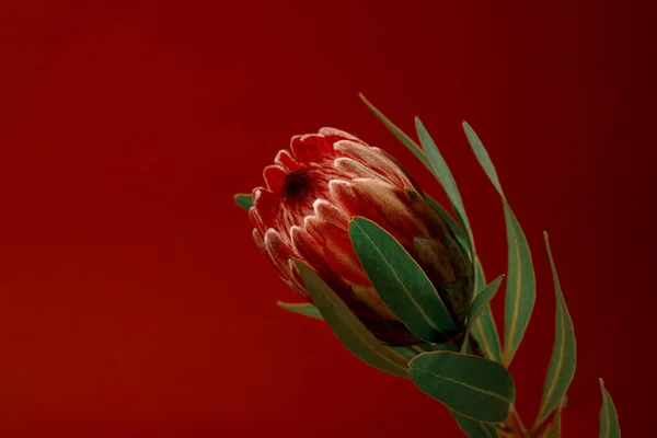Frumoasă Floare Protea Fundal Roșu Blooming Pink King Protea Plant — Fotografie, imagine de stoc