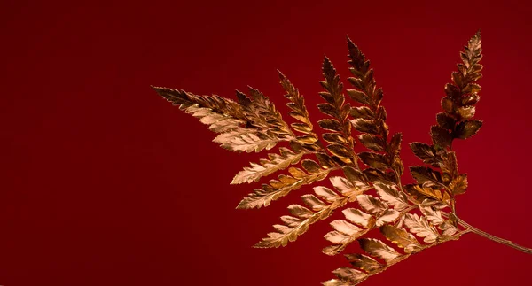 Золотая Ветвь Папоротника Высажена Красном Фоне — стоковое фото