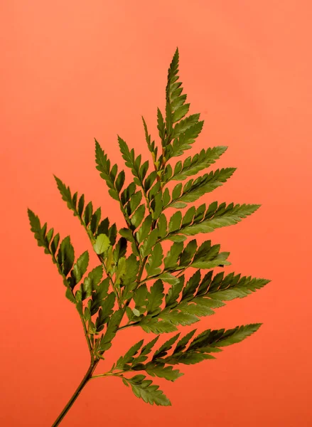 オレンジを背景にシダの新緑 植物ミニマリズム背景 — ストック写真