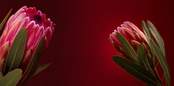 Linda Flor Chá Contra Fundo Preto Blooming Pink King Protea — Fotografia de Stock