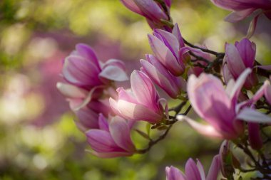 Manolya ağacı ilkbaharda çiçek açar. Parlak manolya çiçeği, mavi gökyüzüne karşı nisan ayında güneşli bir gün. Romantik çiçek arkaplanı. Bahar mevsimlik internet afişi için iyi