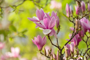 Manolya ağacı ilkbaharda çiçek açar. Parlak manolya çiçeği, mavi gökyüzüne karşı nisan ayında güneşli bir gün. Romantik çiçek arkaplanı. Bahar mevsimlik internet afişi için iyi