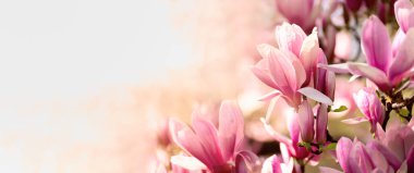 Manolya ağacı ilkbaharda çiçek açar. Parlak manolya çiçeği, mavi gökyüzüne karşı nisan ayında güneşli bir gün. Romantik çiçek arkaplanı. Bahar mevsimlik internet afişi için iyi