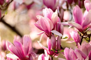Manolya ağacı ilkbaharda çiçek açar. Parlak manolya çiçeği, mavi gökyüzüne karşı nisan ayında güneşli bir gün. Romantik çiçek arkaplanı. Bahar mevsimlik internet afişi için iyi