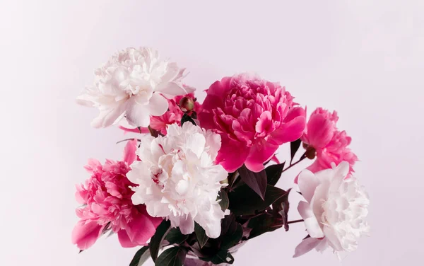 Beautiful bouquet of pink and white Peonies. Floral spring seasonal wallpaper. Macro photography softfocused peony.