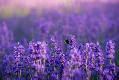 Sunset Rays 'in altındaki bir tarlada çiçek açan lavanta çiçekleri. Yumuşak Odaklı Mor Lavanta Çiçekleri. Yaz Sahnesi Arkaplanı.