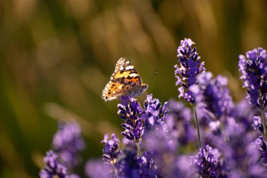 Lavanta Çiçeklerinde Nazik Kelebeklerle Güzel Bir Yaz Arkaplanı. Doğa Sahne Arkaplanı..