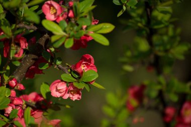 Baharda Sakura çiçeklerinin açtığı romantik hediye kartı geçmişi. Güneşin altında güzel pembe çiçekler