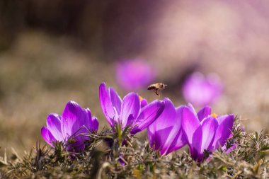 Beautiful crocuses spring first oniony. Group of blooming purple flowers, good for greeting seasonal postcard. clipart