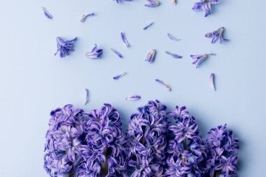 Purple Hyacinth Composition against Light Blue Background. Holiday banner, copy space. Valentines Day, Mothers day, birthday or arrangement celebration concept.