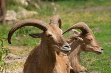 Close-up portrait of Tahr, Wild Goat the kind of Asian Artiodactyla that ungulates. Wild Red Mouflon on a green field.