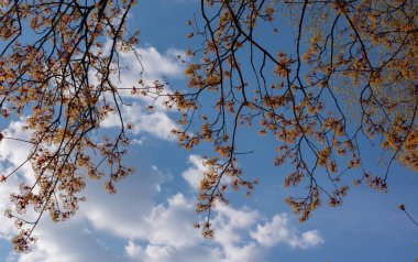 Maple Tree Branches Blooming in the Early Springtime Against Bright Blue Sky. Spring Seasonal background.