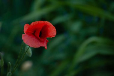 Beautiful Red Poppies Blooming. Red Poppies in Soft Light. Poppy rhoeas in Soft Light. Flower symbol of remembrance day of warld wars. Never Again. Natural Floral Background in Creative Toned Low Key.