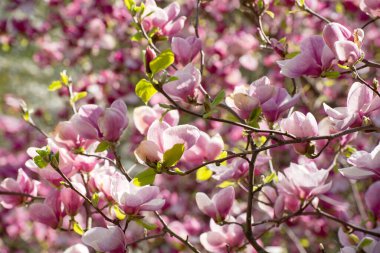 İlkbaharda güzel manolya ağaçları çiçek açar. Gün batımına karşı manolya çiçeği. Romantik yaratıcı tonlu çiçek arkaplanı.