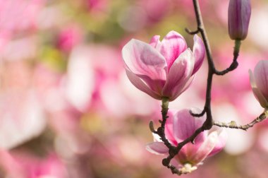 İlkbaharda güzel manolya ağaçları çiçek açar. Gün batımına karşı manolya çiçeği. Romantik yaratıcı tonlu çiçek arkaplanı.
