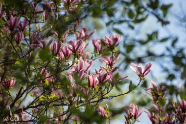İlkbaharda güzel manolya ağaçları çiçek açar. Gün batımına karşı manolya çiçeği. Romantik yaratıcı tonlu çiçek arkaplanı.