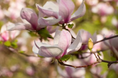 İlkbaharda güzel manolya ağaçları çiçek açar. Gün batımına karşı manolya çiçeği. Romantik yaratıcı tonlu çiçek arkaplanı.