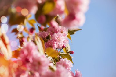 İlkbaharda güzel manolya ağaçları çiçek açar. Gün batımına karşı manolya çiçeği. Romantik yaratıcı tonlu çiçek arkaplanı.