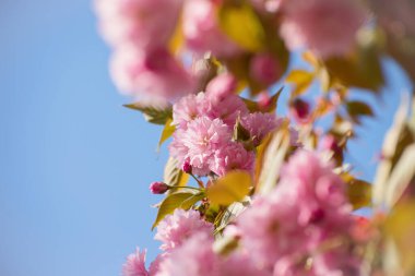 Beautiful Pink Flowers of Sakura Tree on a blurred bokeh Background on a sunny warm day. Spring seasonal background with copy space.