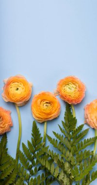 Buttercup Orange Flower close-up. Asian Buttercup Ranunculus on a light blue background Top View. Mothers Day or Womens Day or St. Valentines Day Concept.