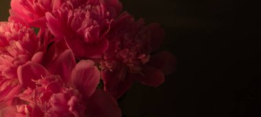 Peony against a dark background. Floral banner with beautiful pink peonies against black background.