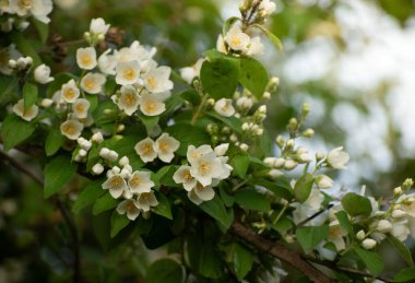 Beautiful jasmin blooming branch on a bush in a spring day. Close up Jasmin white flower on a spring seasonal background. High quality photo