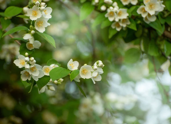 Beautiful Jasmin Blooming Branch Bush Spring Day Close Jasmin White — Fotografia de Stock