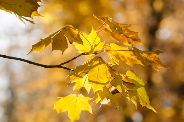 Sonbahar mevsimsel arka planında parlak sarı akçaağaç yaprakları.