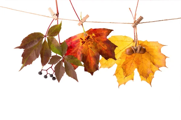明るい赤黄色のカエデの葉は 白で隔離されたロープの上にクロッシンスピンで吊るされています 秋のコンセプト 秋の背景 — ストック写真