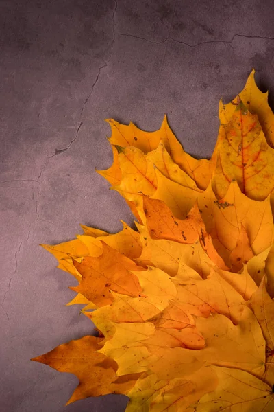 Sonbahar Sarı Akçaağaç Yaprakları Fotokopi Alanı Ile Koyu Gri Arkaplanda — Stok fotoğraf