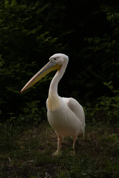 Beautiful Rosy Pelicans Dark Mood Photo Portrait Eastern White Pelican — Foto Stock