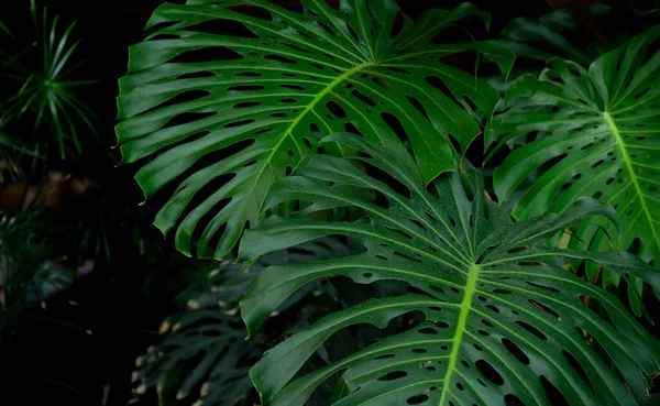 暗い雰囲気の中でモンステラ工場の巨大な豪華な葉 熱帯雨林の背景創造的なデザインのための要素 — ストック写真