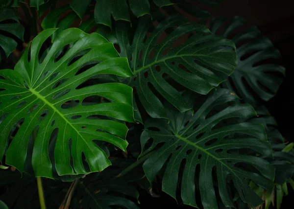 モンステラ工場の巨大な豪華な葉 熱帯雨林の暗い雰囲気背景創造的なデザインのための要素 — ストック写真
