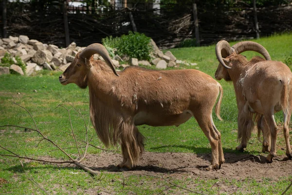 Close Portrait Tahr Wild Goat Kind Asian Artiodactyla Ungulates Wild — Stock Photo, Image