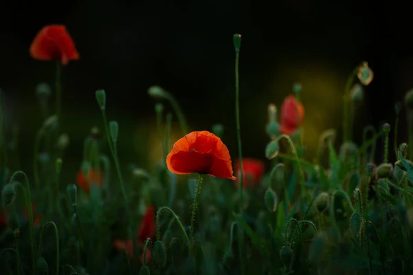 Beautiful Red Poppies Blooming Red Poppies Soft Light Poppy Rhoeas — Stok fotoğraf