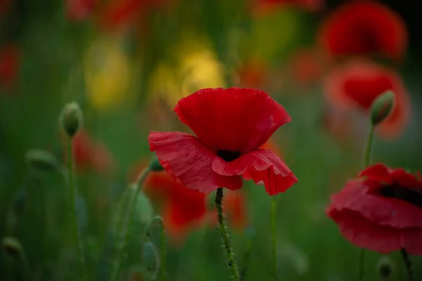 Gyönyörű Vörös Mák Virágzik Piros Mákot Lágy Fényben Mákos Rhoea — Stock Fotó