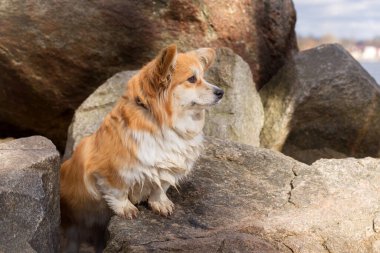 Şirin pofuduk Corgi Pembroke veya Cardigan portresi. Corgi Dog nehir kenarındaki taşların üzerinde oturuyor..