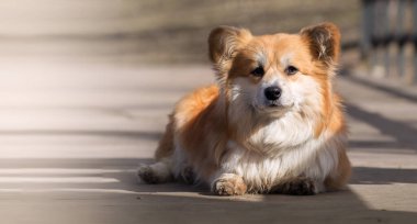 Şirin pofuduk Corgi Pembroke veya Cardigan portresi. Sevimli Corgi Köpeği tahta bir köprüde yatıyor..