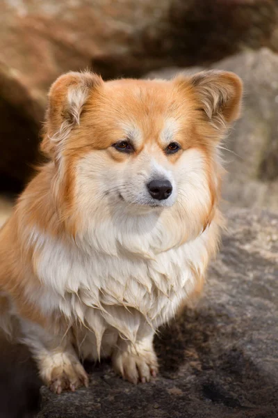 Portrait Cute Fluffy Corgi Pembroke Cardigan Corgi Dog Sitting Stones — Stock Photo, Image