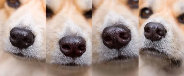 写真ウェールズのコルギ ペンブロークの異なる鼻のコラージュ 赤いふわふわのコーギー犬とバナー — ストック写真