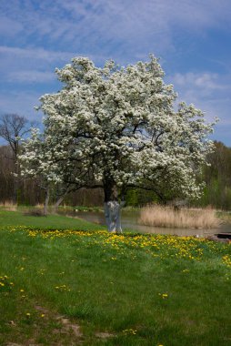 Nehrin karşısındaki bir bahar çayırında büyük bir armut ağacı çiçek açar. Armut ağacının güzel çiçekleri mavi gökyüzüne karşı. Yüksek kalite fotoğraf