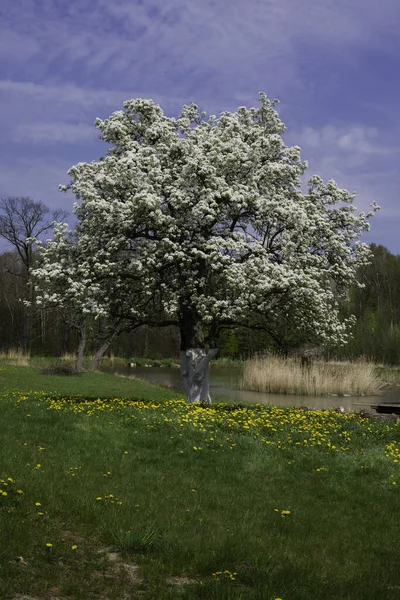 Nehrin karşısındaki bir bahar çayırında büyük bir armut ağacı çiçek açar. Armut ağacının güzel çiçekleri mavi gökyüzüne karşı. Yüksek kalite fotoğraf